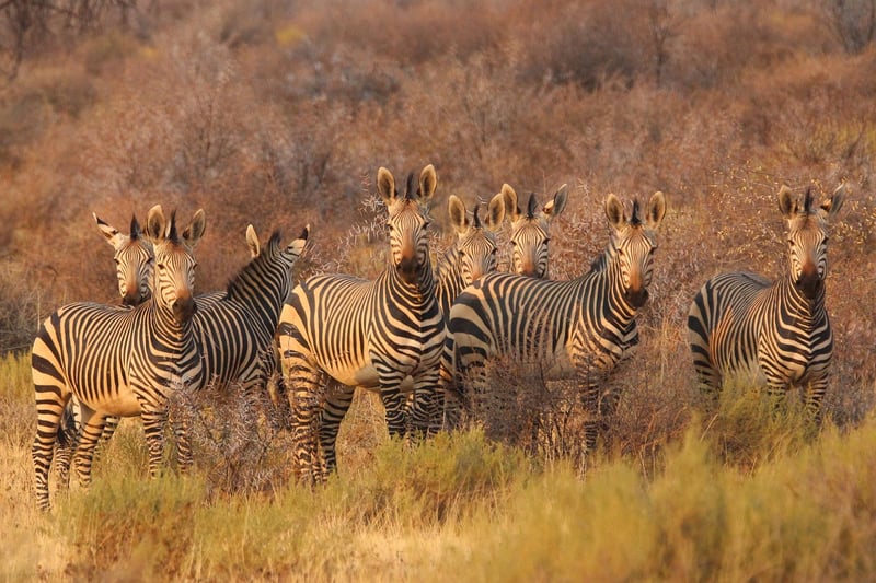 Safari
