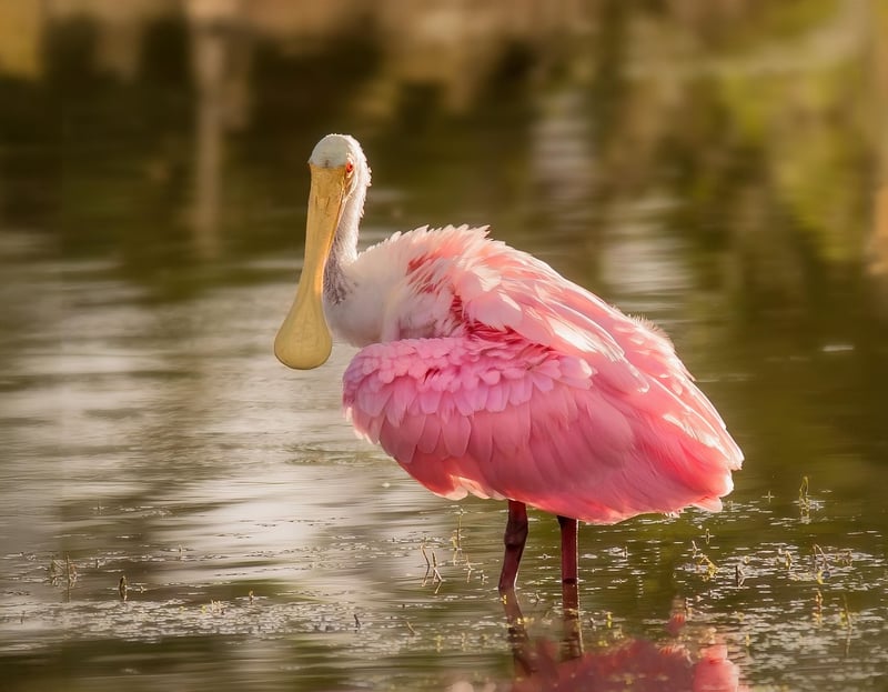 Wildlife